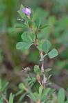 Kummerowia stipulacea (Maxim.) Makino