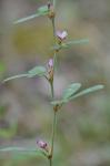 Kummerowia striata (Thunb.) Schindl.
