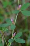Kummerowia striata (Thunb.) Schindl.