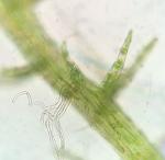 Kurzia sylvatica (A. Evans) Grolle