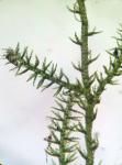 Kurzia sylvatica (A. Evans) Grolle