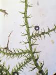 Kurzia sylvatica (A. Evans) Grolle
