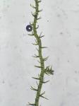 Kurzia sylvatica (A. Evans) Grolle