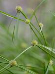 Cyperus brevifolioides Thieret & Delahoussaye