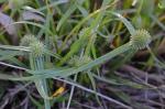 Cyperus brevifolioides Thieret & Delahoussaye