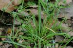 Cyperus hortensis (Salzmann ex Steudel) Dorr