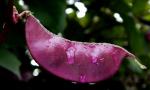 Lablab purpureus (L.) Sweet