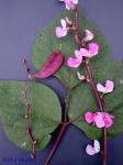 Lablab purpureus (L.) Sweet