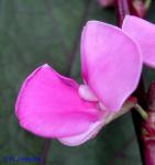 Lablab purpureus (L.) Sweet