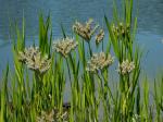 Lachnanthes caroliniana (Lam.) Dandy