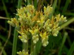 Lachnanthes caroliniana (Lam.) Dandy