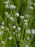 Lachnocaulon anceps (Walt.) Morong