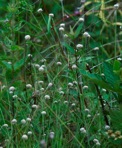Lachnocaulon anceps (Walt.) Morong