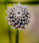 Lachnocaulon anceps (Walt.) Morong