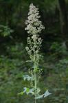 Lactuca biennis (Moench) Fern.