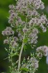 Lactuca biennis (Moench) Fern.