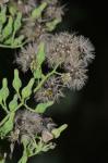 Lactuca biennis (Moench) Fern.
