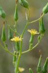 Lactuca canadensis L.