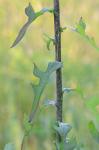 Lactuca canadensis L.