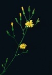 Lactuca canadensis L.