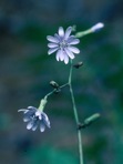 Lactuca floridana (L.) Gaertn.