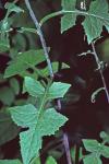 Lactuca floridana (L.) Gaertn.