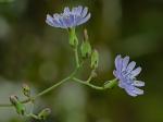Lactuca floridana (L.) Gaertn.