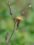 Lactuca hirsuta Muhl. ex Nutt.