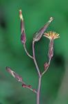 Lactuca hirsuta Muhl. ex Nutt.