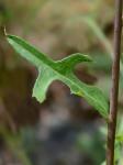 Lactuca hirsuta Muhl. ex Nutt.