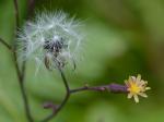 Lactuca hirsuta Muhl. ex Nutt.