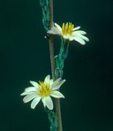 Lactuca saligna L.