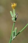 Lactuca saligna L.