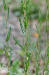 Lactuca saligna L.