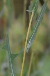 Lactuca saligna L.
