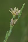 Lactuca saligna L.