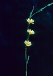 Lactuca saligna L.