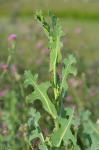Lactuca serriola L.