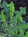 Lactuca serriola L.