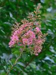 Lagerstroemia indica L.
