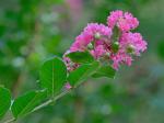Lagerstroemia indica L.
