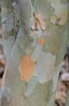 Lagerstroemia indica L.