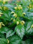 Lamium galeobdolon (L.) L.