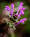Lamium amplexicaule L. var. amplexicaule