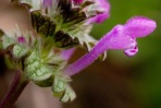 Lamium amplexicaule L. var. amplexicaule