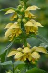 Lamium galeobdolon (L.) L.