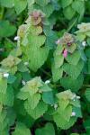 Lamium purpureum L.