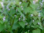 Lamium purpureum L.