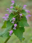 Lamium purpureum L.