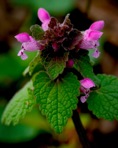 Lamium purpureum L.
